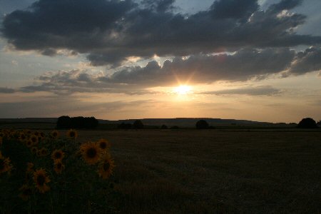 Spanish sunflowers bask in setting sun rays